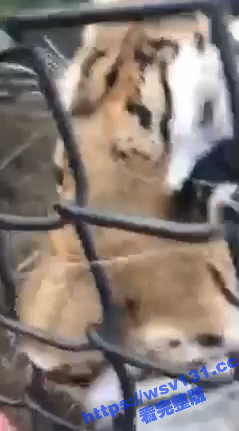 自从央视曝光淀粉肠后 人是不吃了 开始给动物吃了！ - 51吃瓜网-51吃瓜网