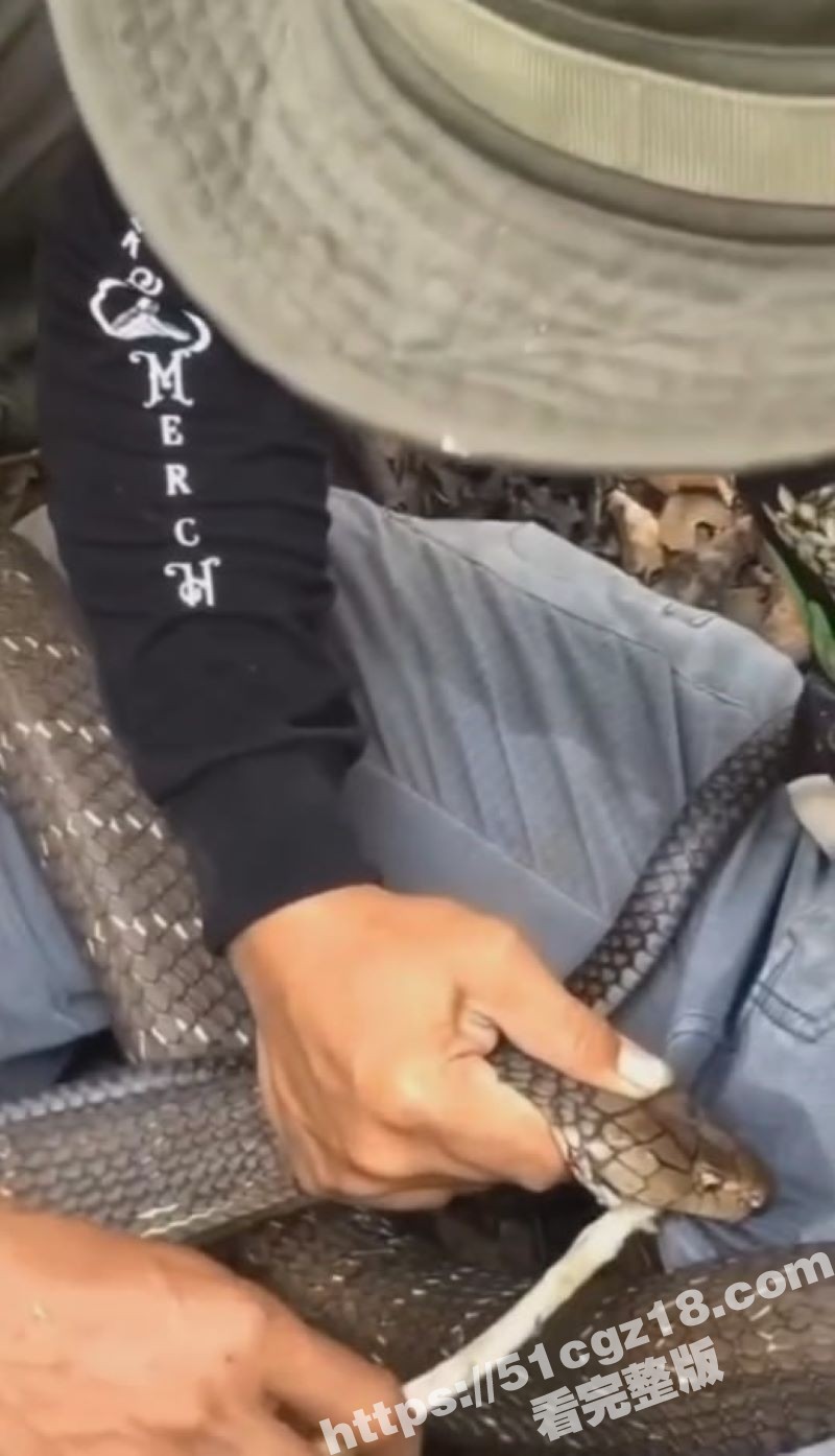 巴西原始雨林 男子被眼镜蛇咬到鸡巴不撒口 当场失禁漏尿 这是真的看的都疼！ - 51吃瓜网-51吃瓜网