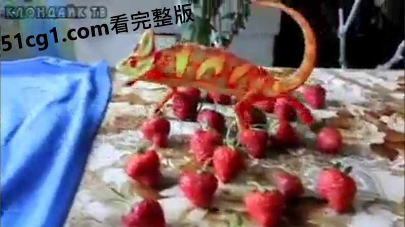 #变色龙 #奇趣生物-51吃瓜网